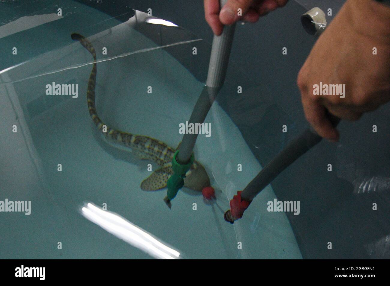 Singapour 4 Aout 21 Hope Un Bebe Requin Zebre Ne Parthenogenetique Subit Une Formation D Alimentation Ciblee A La S E A Aquarium A Singapour Le 4 Aout 21 Credit Puis Chih Wey Xinhua Alay Live News