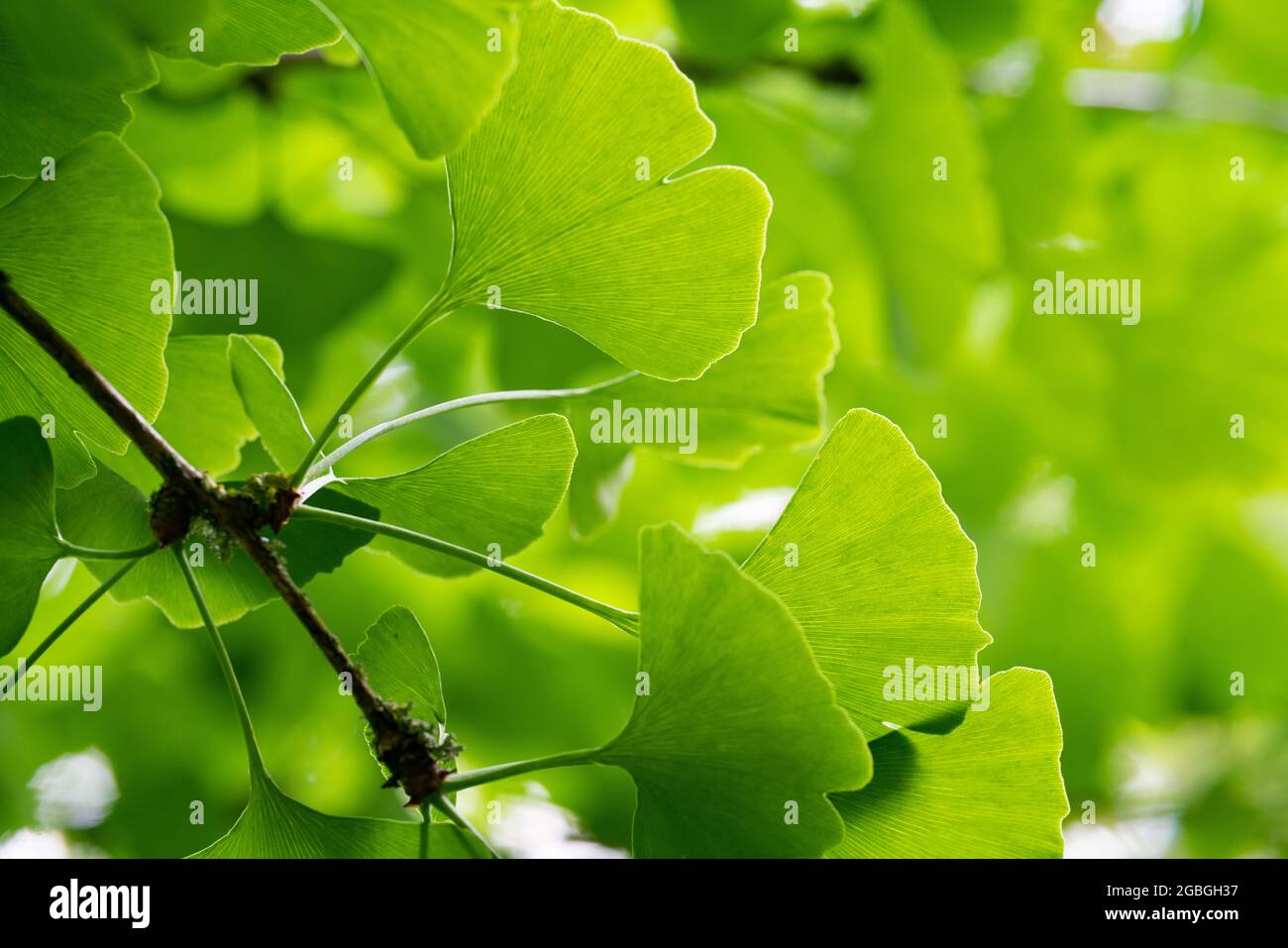 botanique, feuilles de gingko, Ginkgo biloba, POUR L'ACCUEIL/L'UTILISATION DE CARTES POSTALES DANS GERM.SPEAK.C CERTAINES RESTRICTIONS PEUVENT S'APPLIQUER Banque D'Images