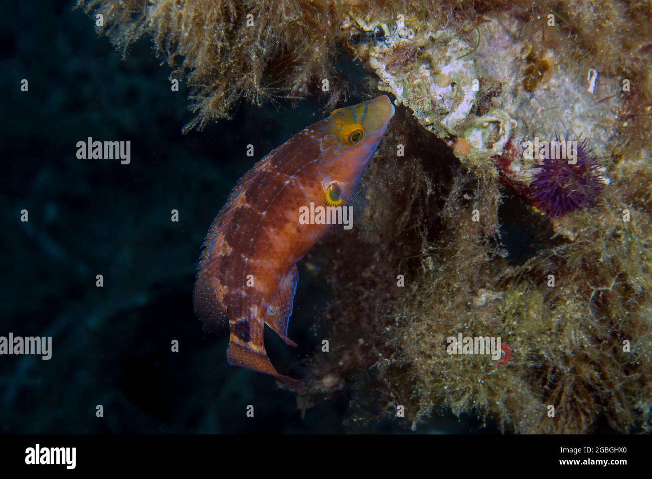 Un Axilary Wrasse (Symphode mediterraneus) dans la mer Méditerranée Banque D'Images