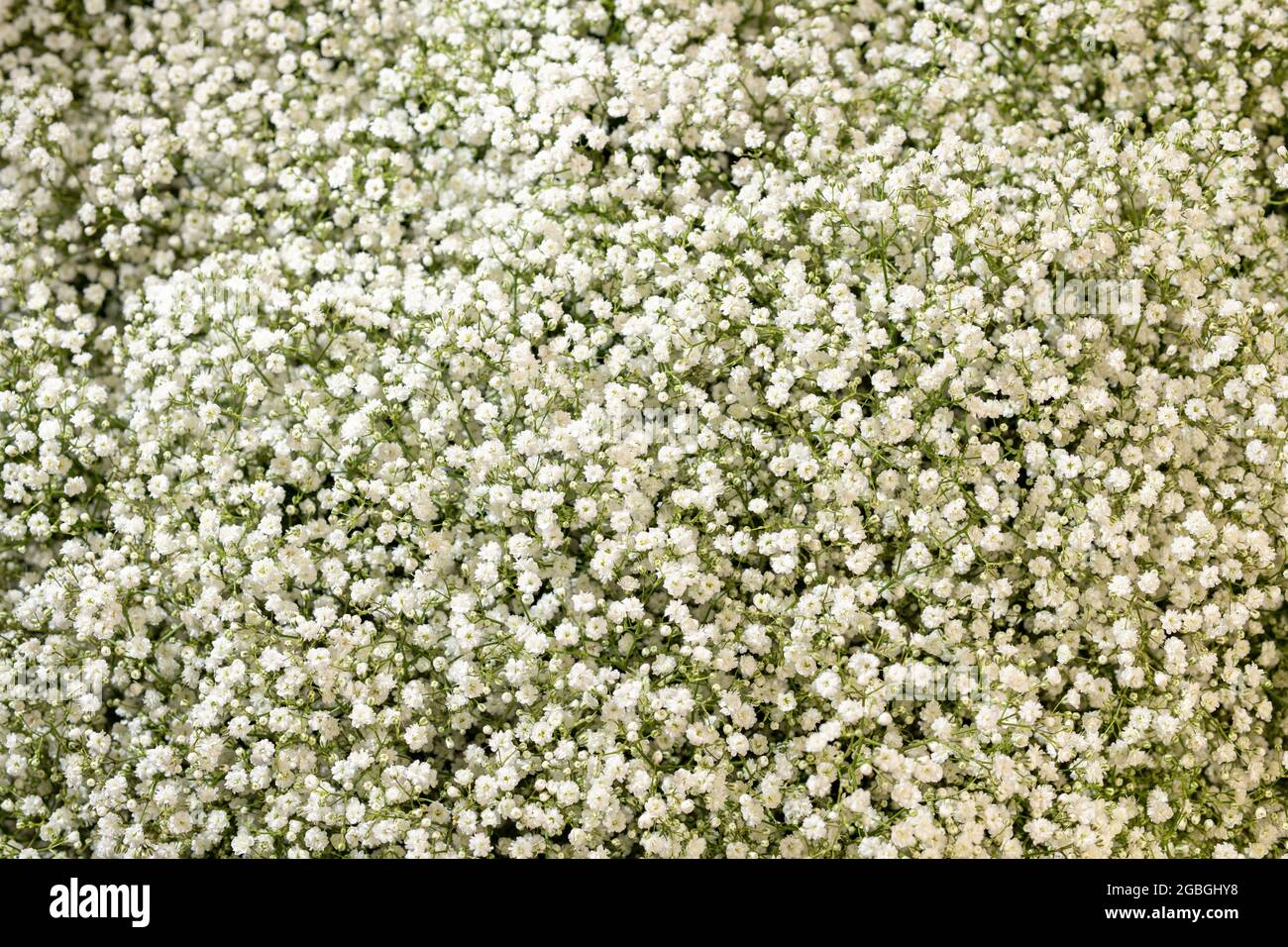 botanique, souffle de bébé, Gypsophila paniculata, POUR L'ACCUEIL/L'UTILISATION DE CARTE POSTALE DANS GERME.SPEAK.C CERTAINES RESTRICTIONS PEUVENT S'APPLIQUER Banque D'Images