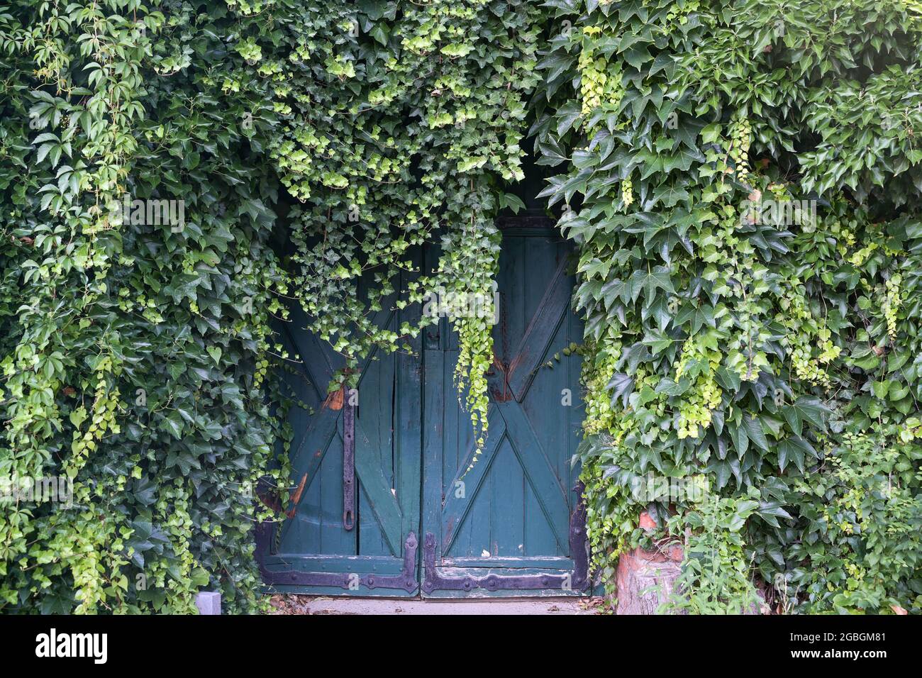L'ivy à feuilles persistantes dense escalade sur un mur de maison et surpoussant une vieille porte en bois, espace de copie Banque D'Images