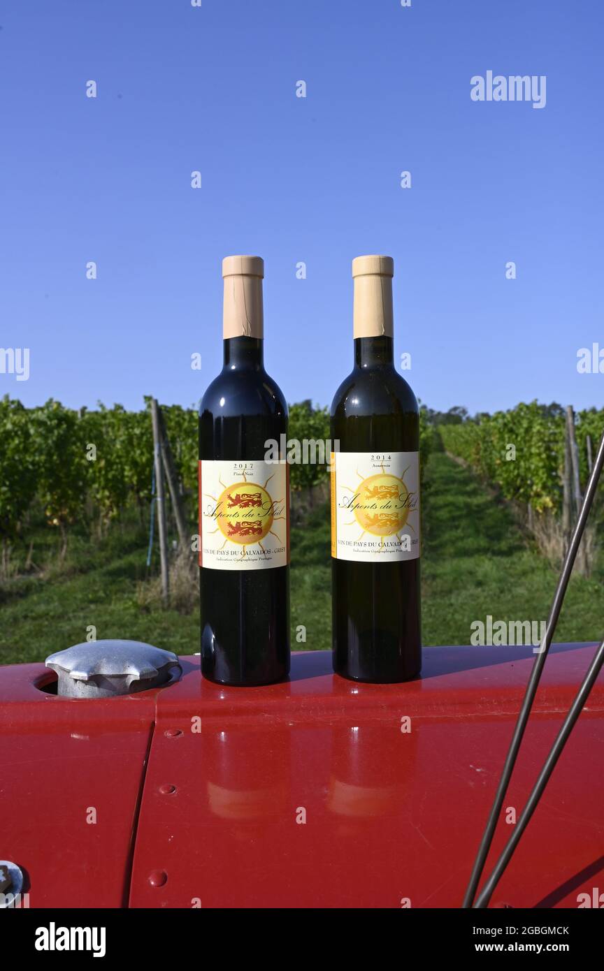 Arpents du Soleil - le seul vignoble de Normandie, France Banque D'Images
