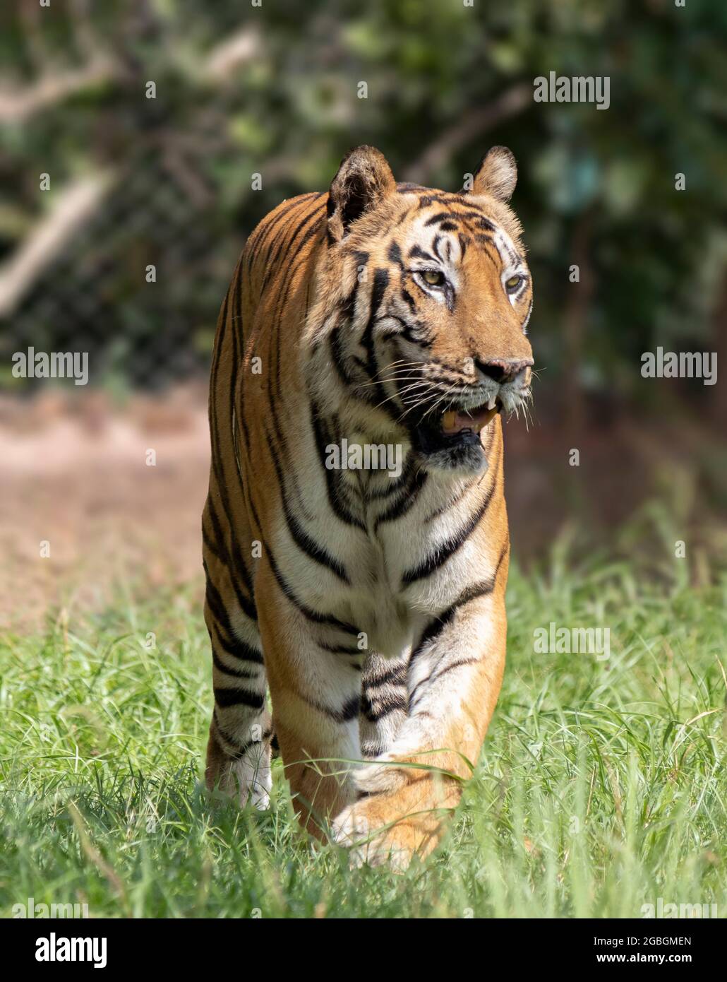 Grand tigre mâle dans l'habitat de la nature. Scène de la faune avec danger animal. Été chaud en Inde. Zone sèche avec le magnifique tigre indien, Panthera tigris. Banque D'Images