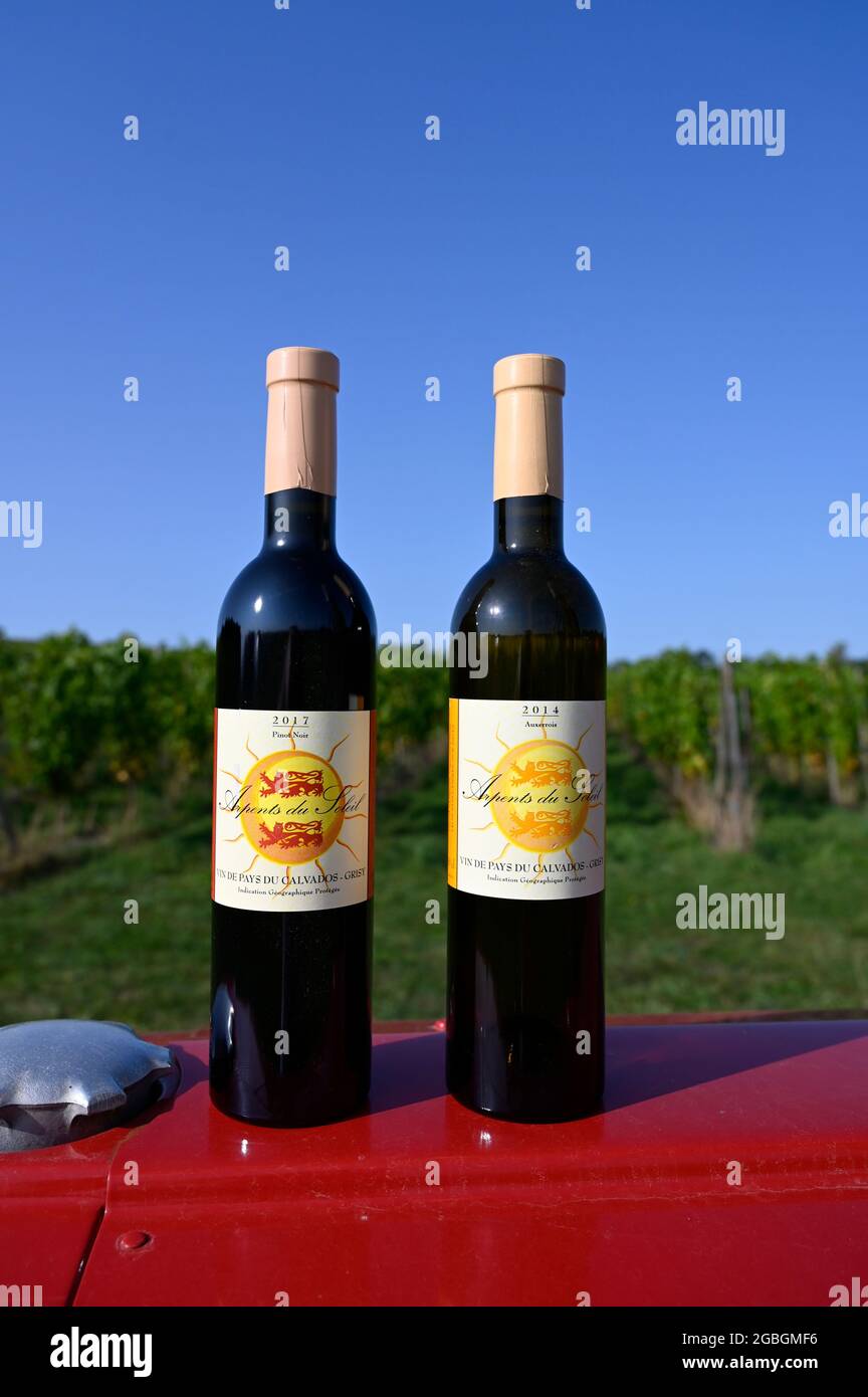 Arpents du Soleil - le seul vignoble de Normandie, France Banque D'Images