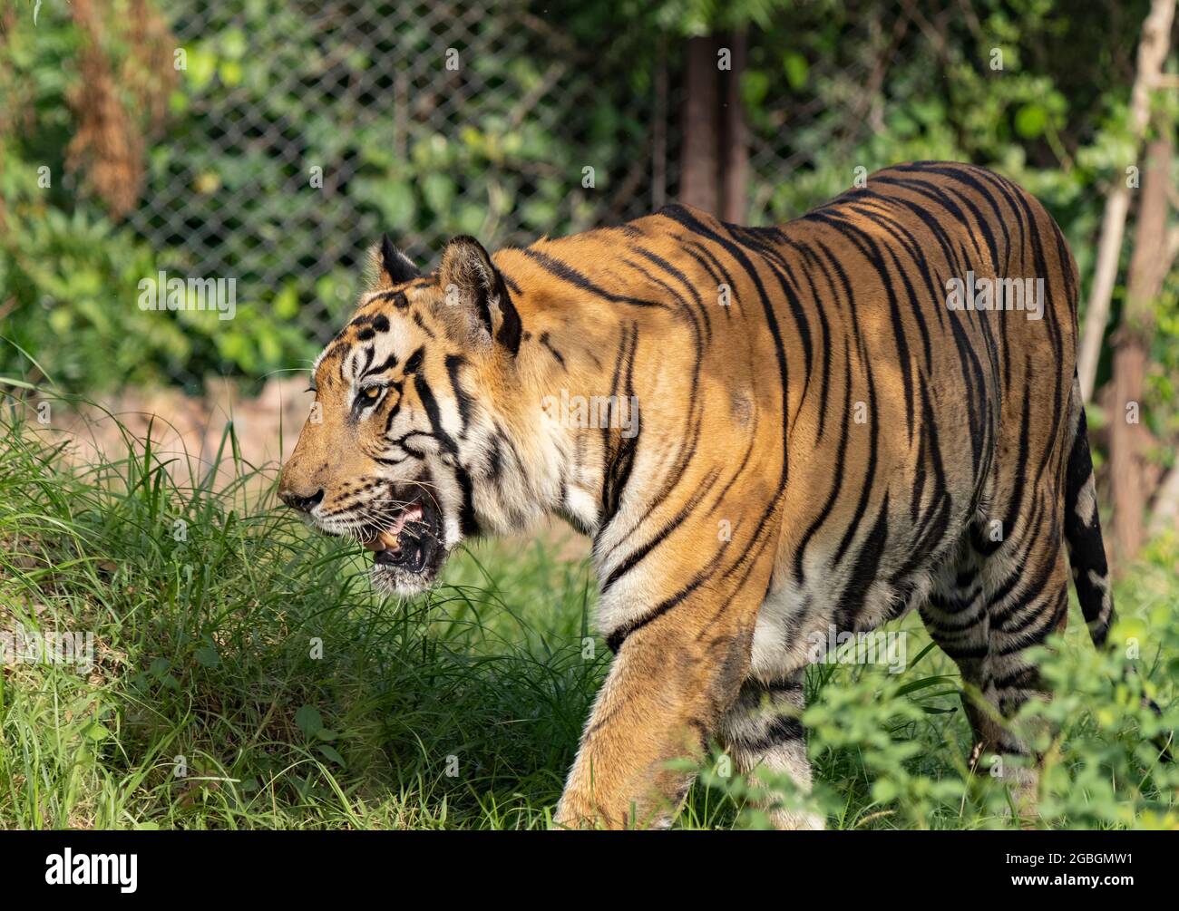 Grand tigre mâle dans l'habitat de la nature. Scène de la faune avec danger animal. Été chaud en Inde. Zone sèche avec le magnifique tigre indien, Panthera tigris. Banque D'Images