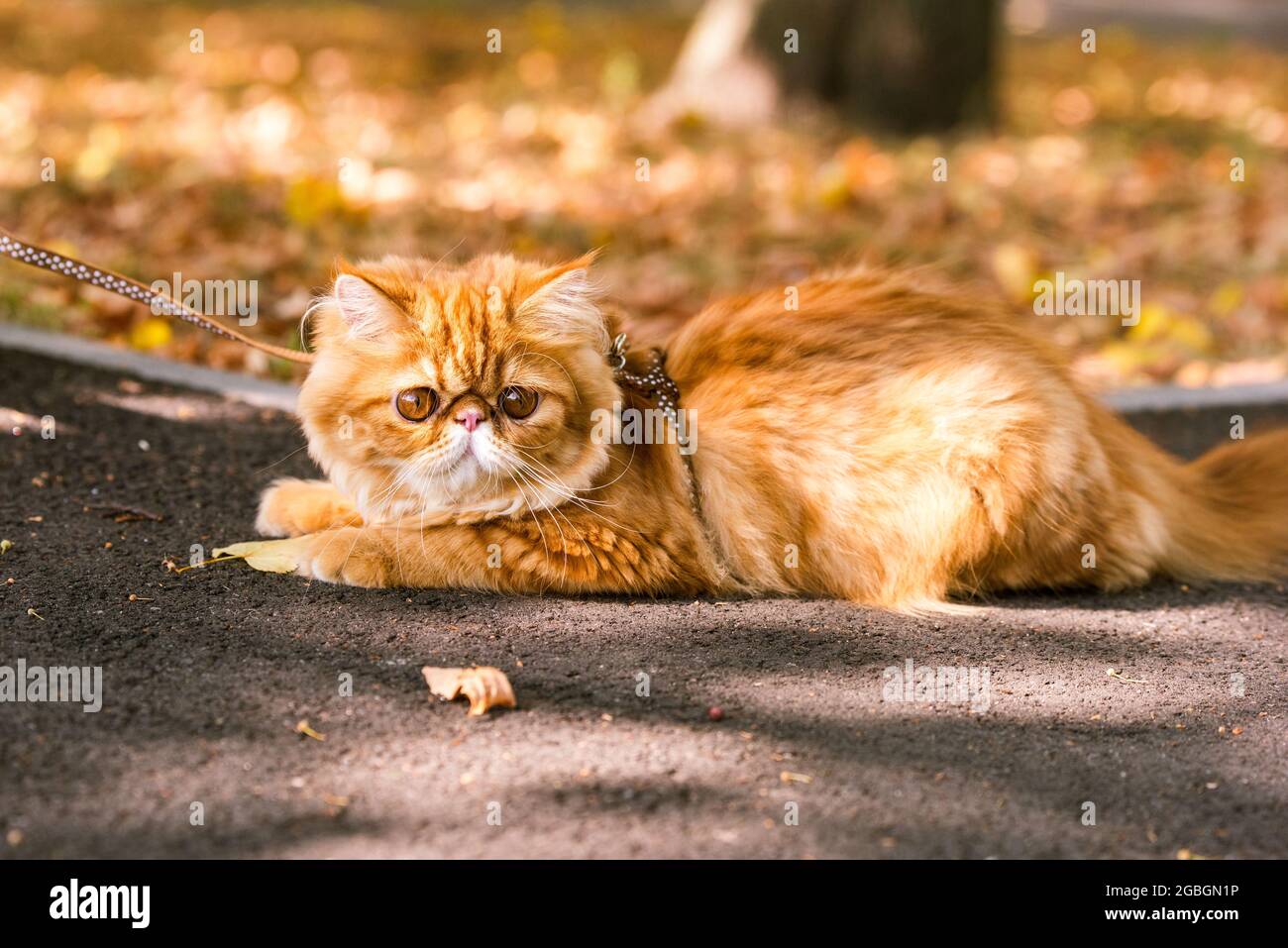 Drole Jeune Mignon Rouge Chat Persan Avec De Grands Yeux Ronds Orange Et Une Longue Moustache Avec Une Laisse Marchant Dans La Route Avec Des Feuilles Seches Tombees Photo Stock Alamy