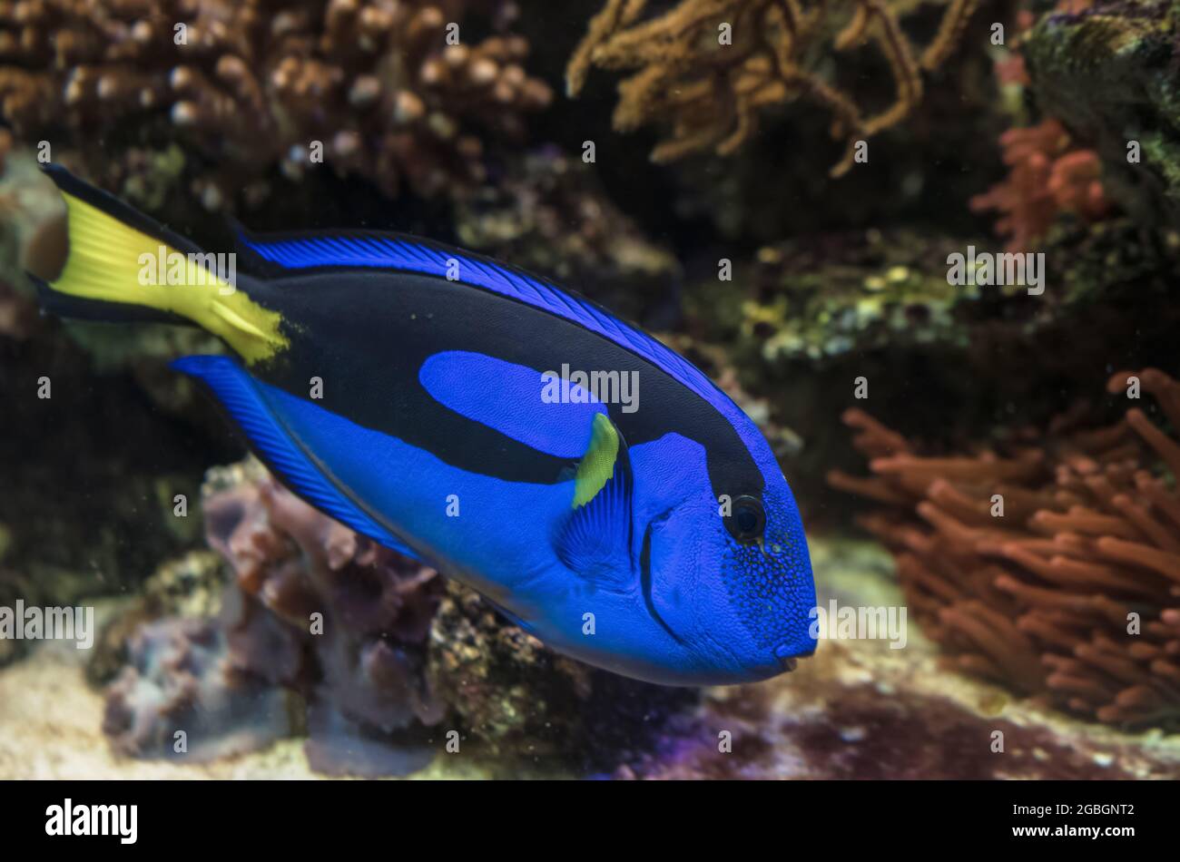 Poisson de la tang bleue (paracanthurus hepatus) vue rapprochée Banque D'Images