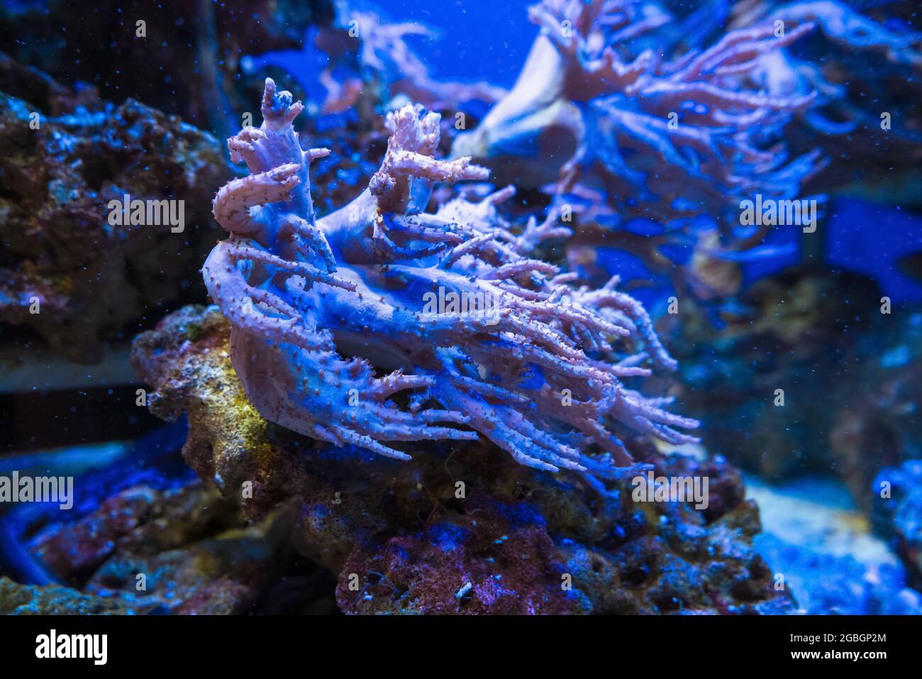 arrière-plan sous-marin de dévils mains coraux vue rapprochée Banque D'Images