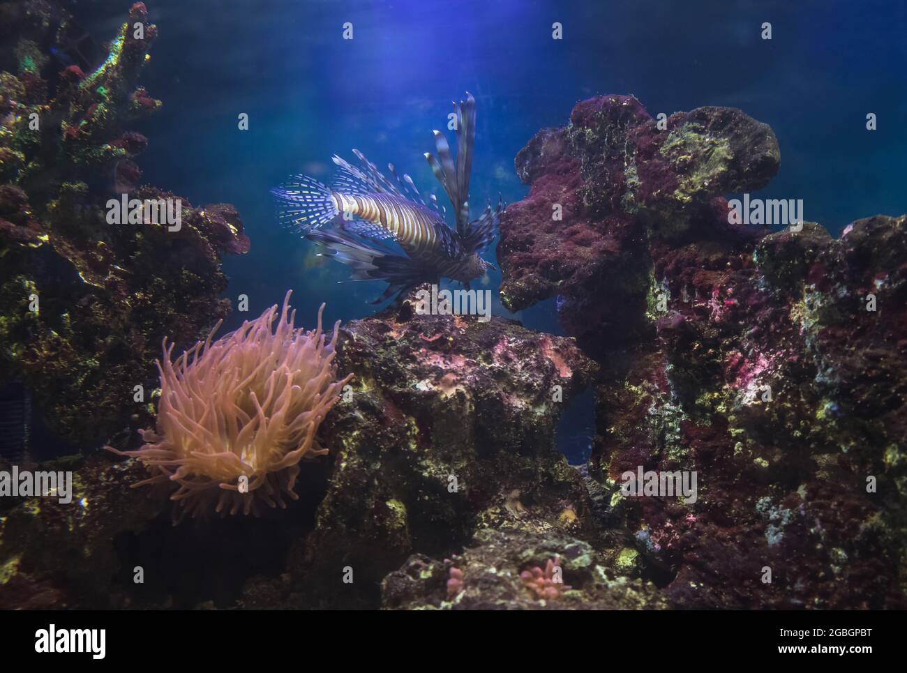beauté sous-marine avec coraux de lionfish nageant et anémone à bout de bulle Banque D'Images