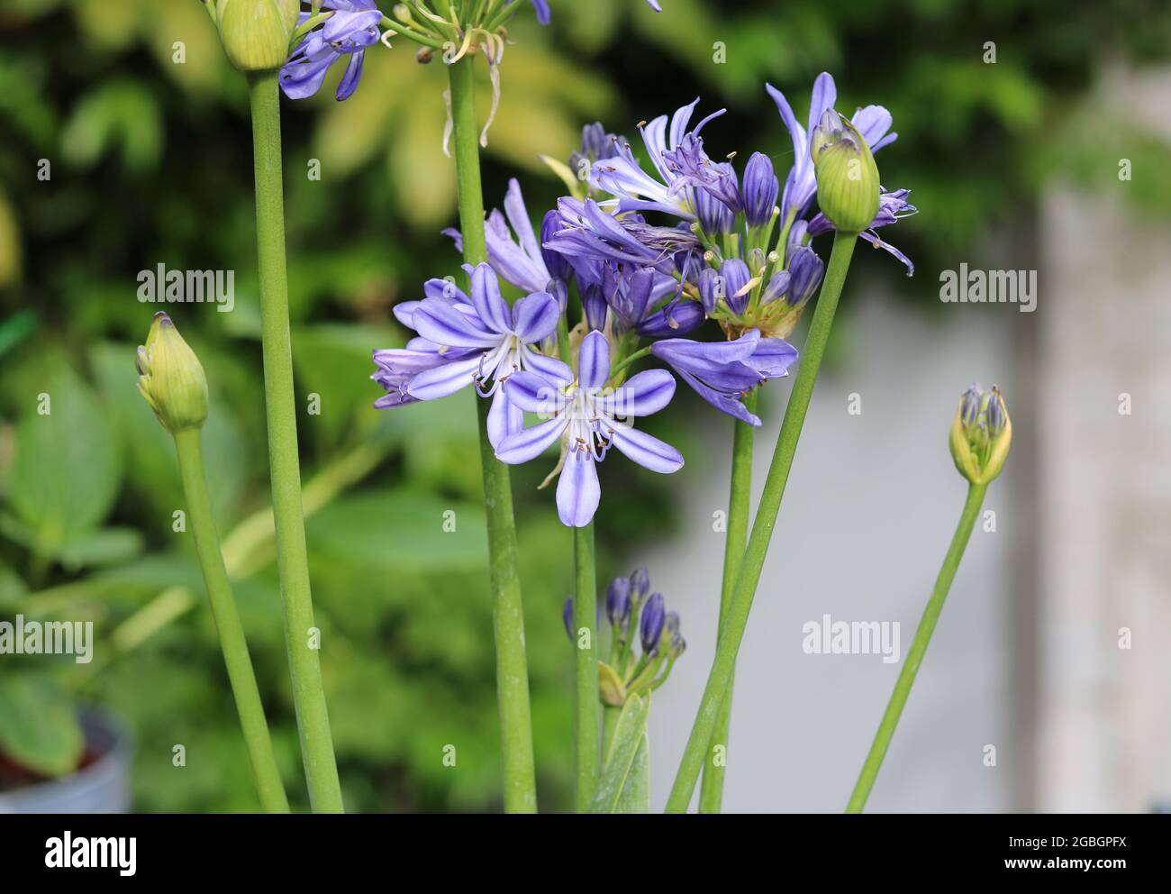 Gros plan de jolies fleurs, bourgeons et feuillage d'agapanthe bleu Banque D'Images