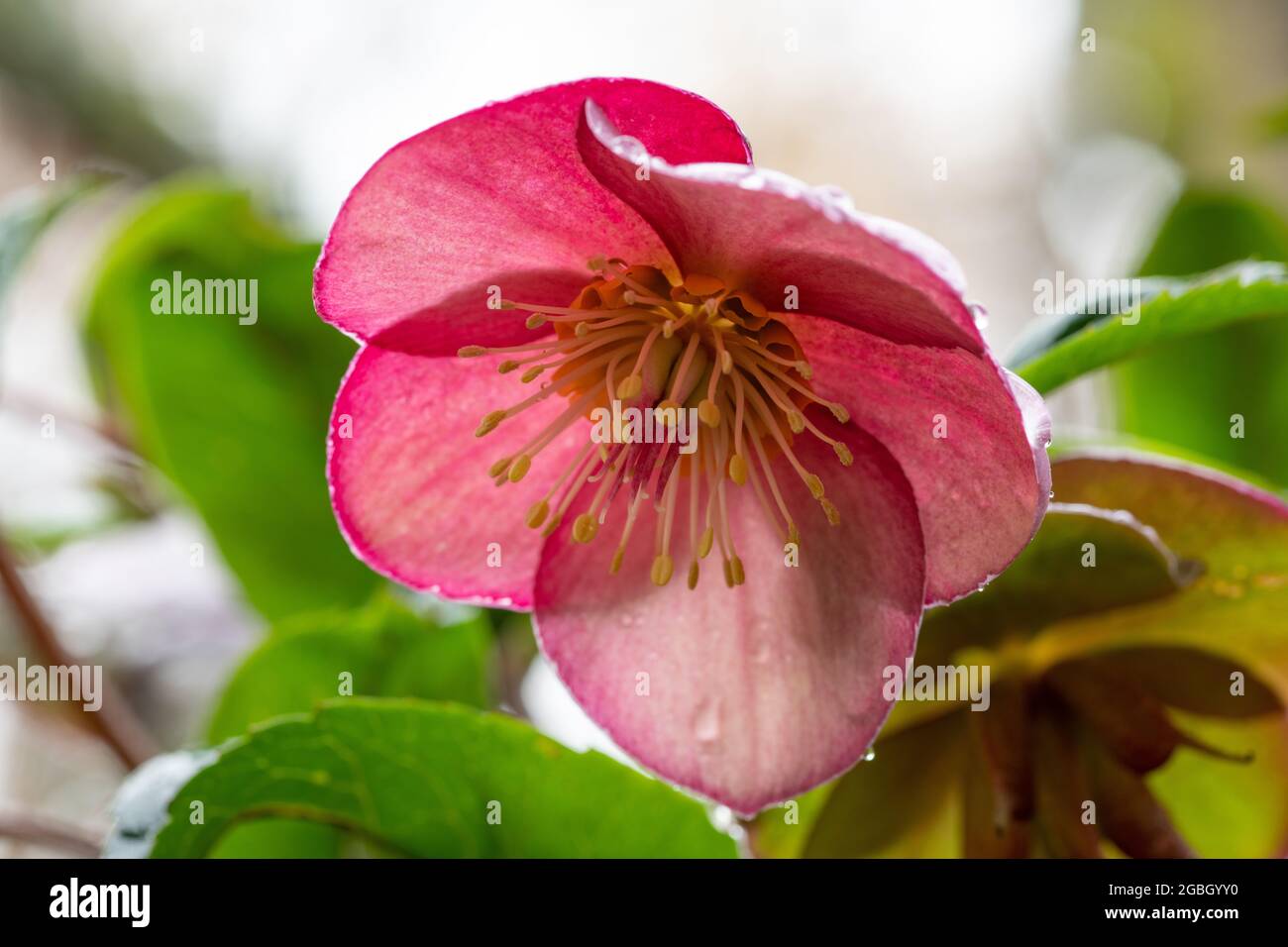 botanique, fleur de la roseraie de l'hellebore Ice N', Helleborus x glandorfensis, POUR L'ACCUEIL/L'UTILISATION DE CARTES POSTALES DANS GERM.SPEAK.C CERTAINES RESTRICTIONS PEUVENT S'APPLIQUER Banque D'Images