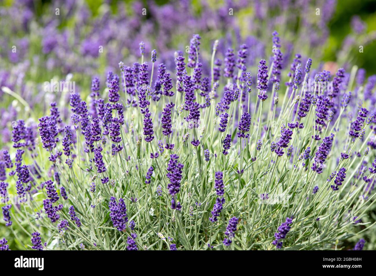 botanique, lavande en fleur, Lavendula angustifolia, POUR L'ACCUEIL/L'UTILISATION DE CARTES POSTALES DANS GERME.SPEAK.C CERTAINES RESTRICTIONS PEUVENT S'APPLIQUER Banque D'Images