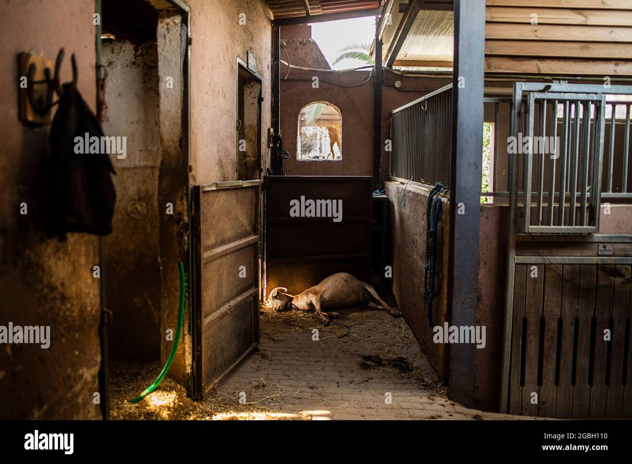 Varibobi, Grèce. 04e août 2021. Une chèvre morte se trouve au sol dans un club d'équitation incendié après un incendie de forêt dans la région de Varibobi, au nord d'Athènes. Credit: Angelos Tzortzinis/DPA/Alay Live News Banque D'Images