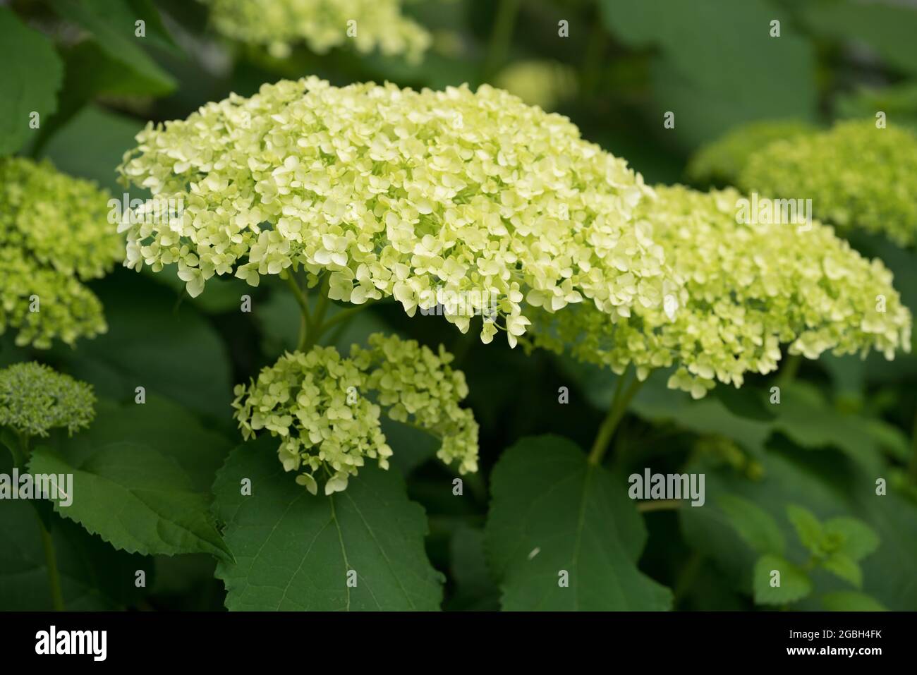 botanique, fleur de la douce hortensia Annabell, POUR L'ACCUEIL/L'UTILISATION DE CARTE POSTALE DANS GERME.SPEAK.C CERTAINES RESTRICTIONS PEUVENT S'APPLIQUER Banque D'Images