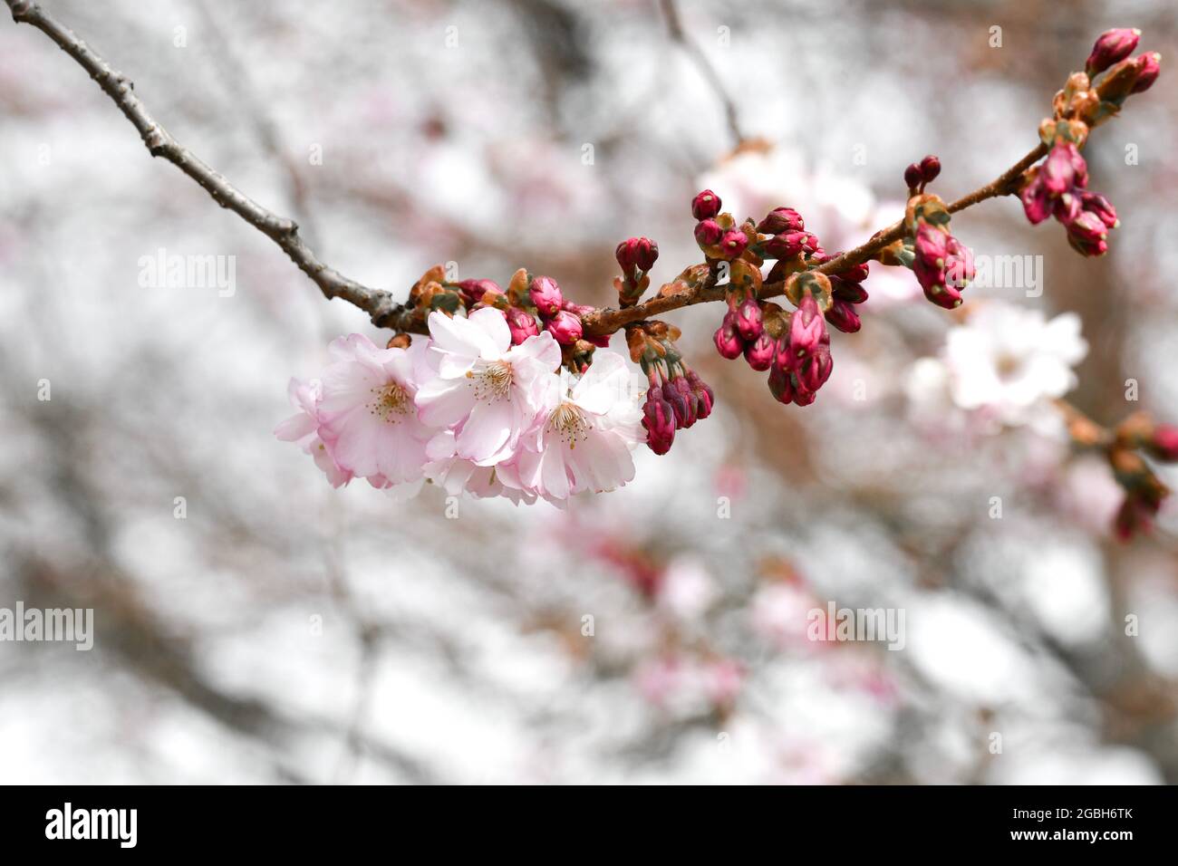 Photo de fleur de fleur de cerisier rose au printemps Banque D'Images