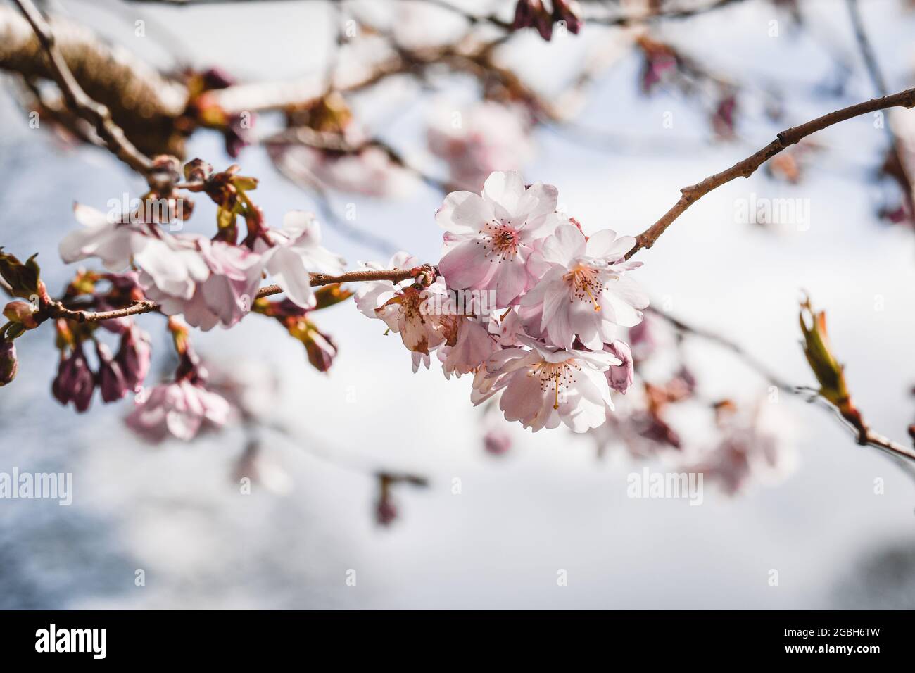 Photo de fleur de fleur de cerisier rose au printemps Banque D'Images