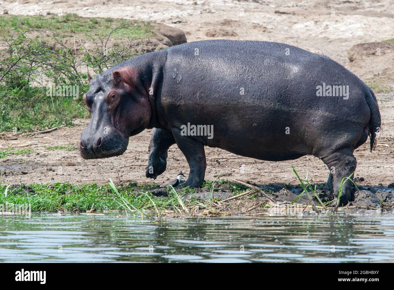 Parc Queen Elizabeth, ouganda - 2008 août - Hippopotamus amphibius Banque D'Images