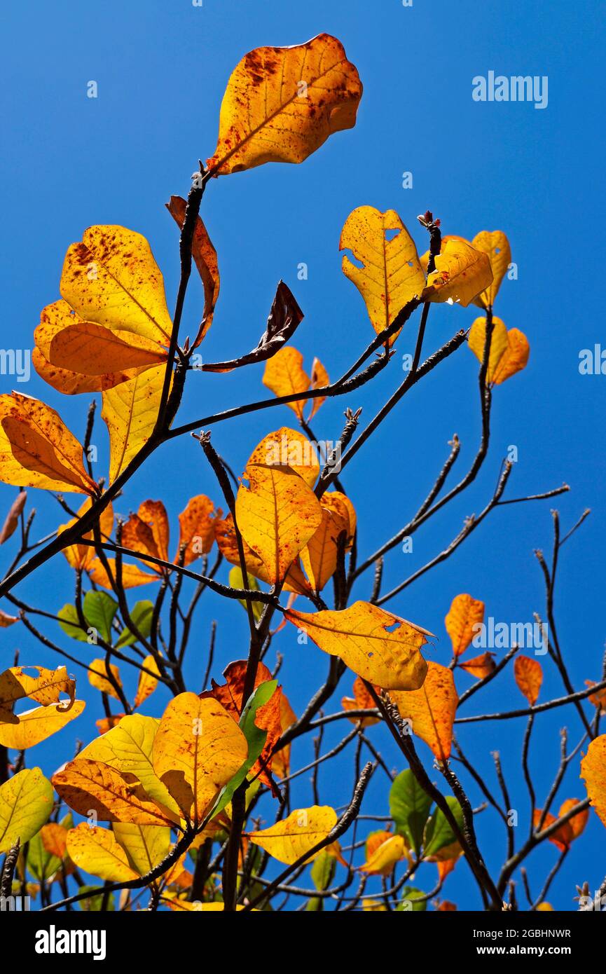 Feuilles d'amande tropicale en automne (Terminalia catappa) Banque D'Images