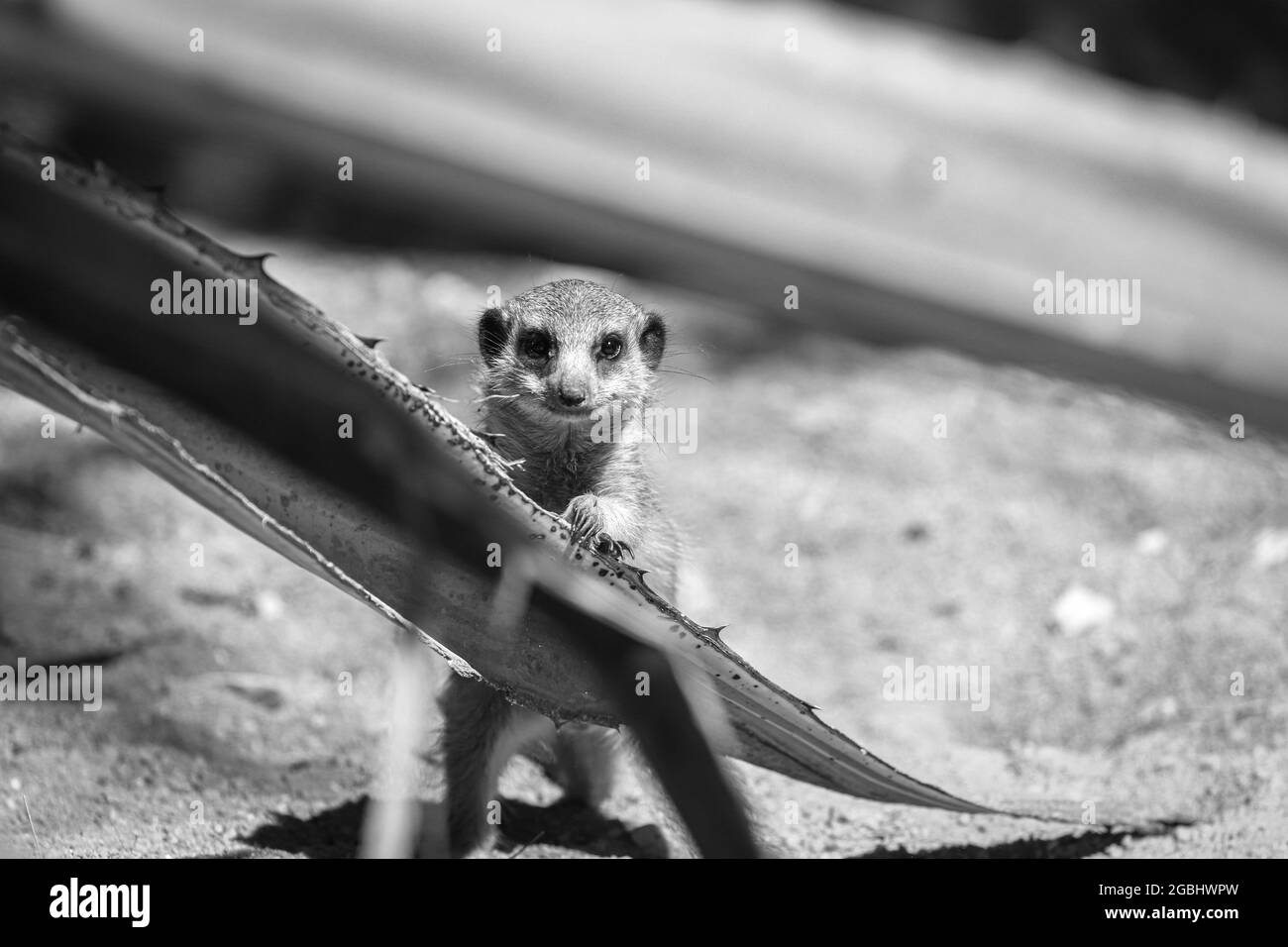 Portrait de détail de Suricate ou meerkat (Suricata suricata) Banque D'Images