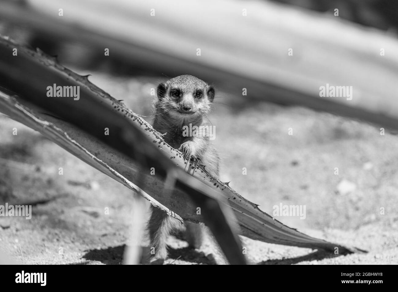 Portrait de détail de Suricate ou meerkat (Suricata suricata) Banque D'Images