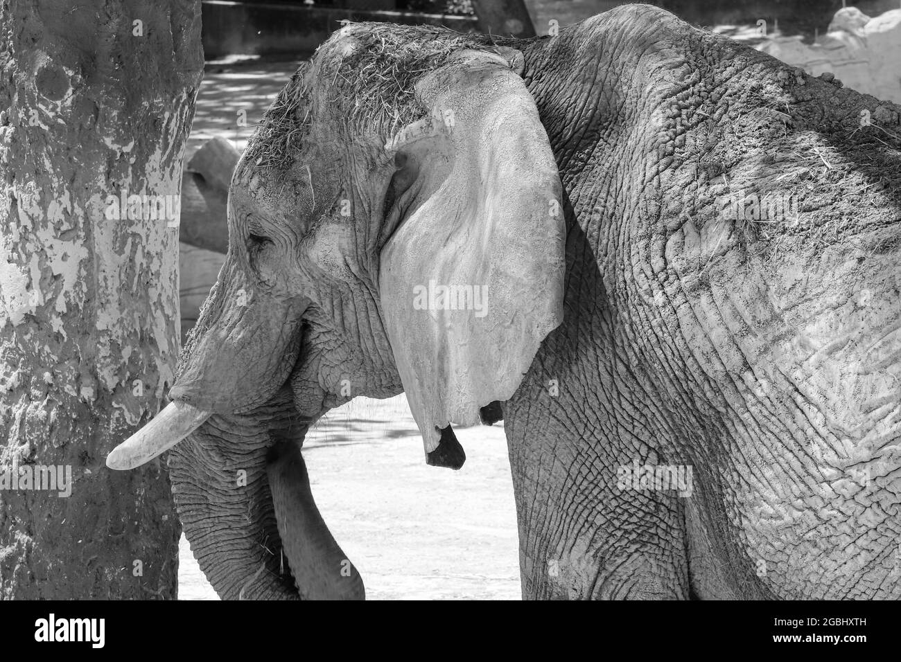 Éléphant d'Afrique derrière un arbre dans la savane Banque D'Images