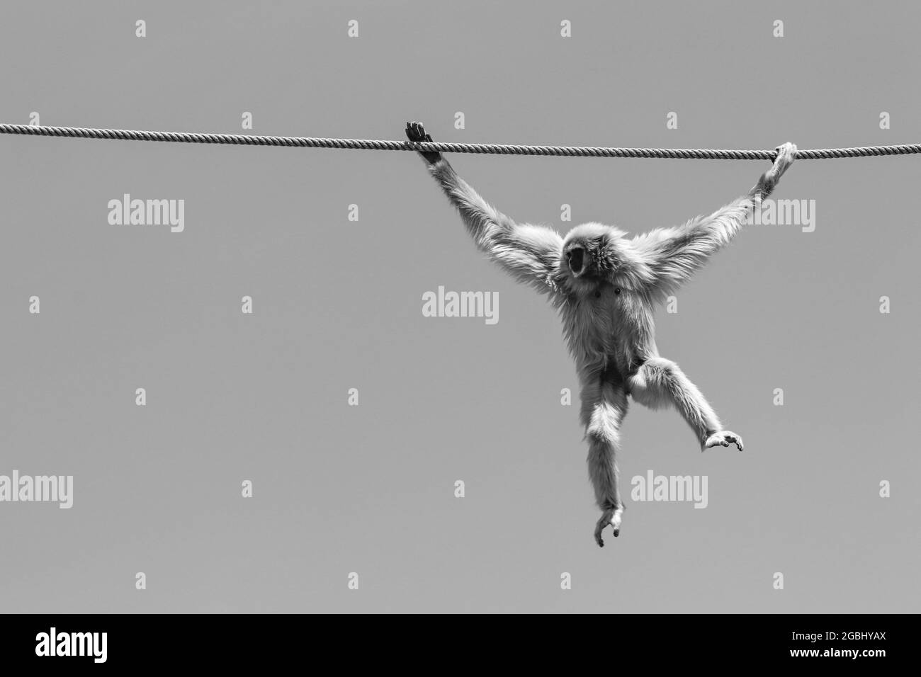 Gibbon commun balançant de la corde avec ciel bleu en arrière-plan Banque D'Images