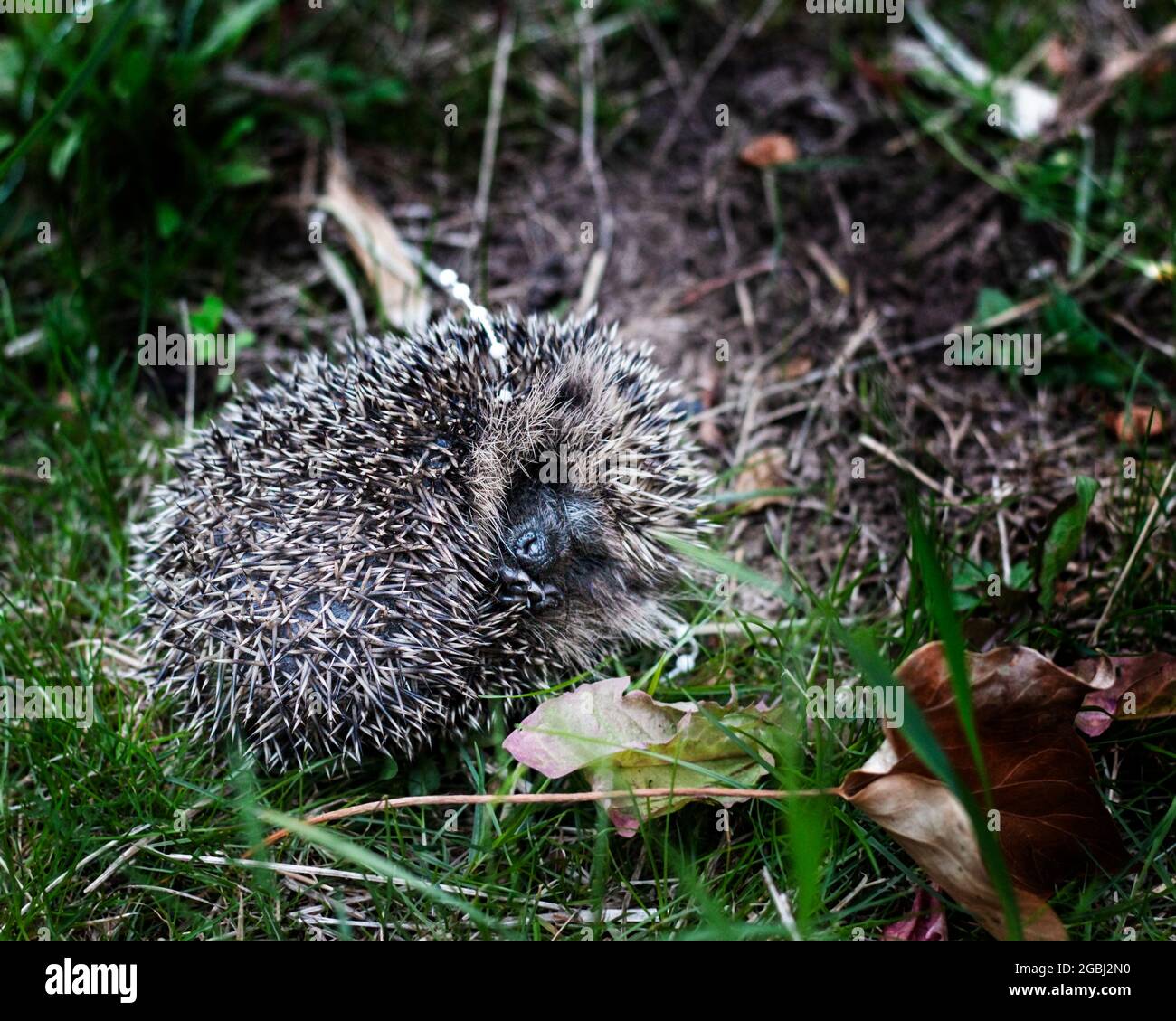 Hérisson dans un jardin avec du plastique enveloppé autour de son cou, enroulé en position de balle défensive Banque D'Images