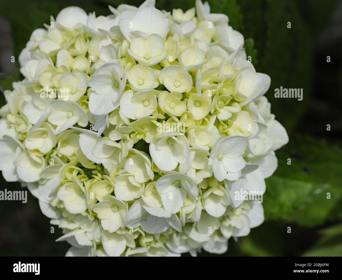 Fleurs d'hortensia blanc, avec le foyer central et beaucoup de flou, en arrière-plan la nature avec les feuilles vertes de la plante Banque D'Images