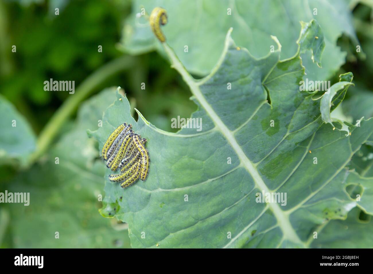 Chenille de gros papillon blanc de chou, mangeant des feuilles de brocoli, jardin du royaume-uni Banque D'Images
