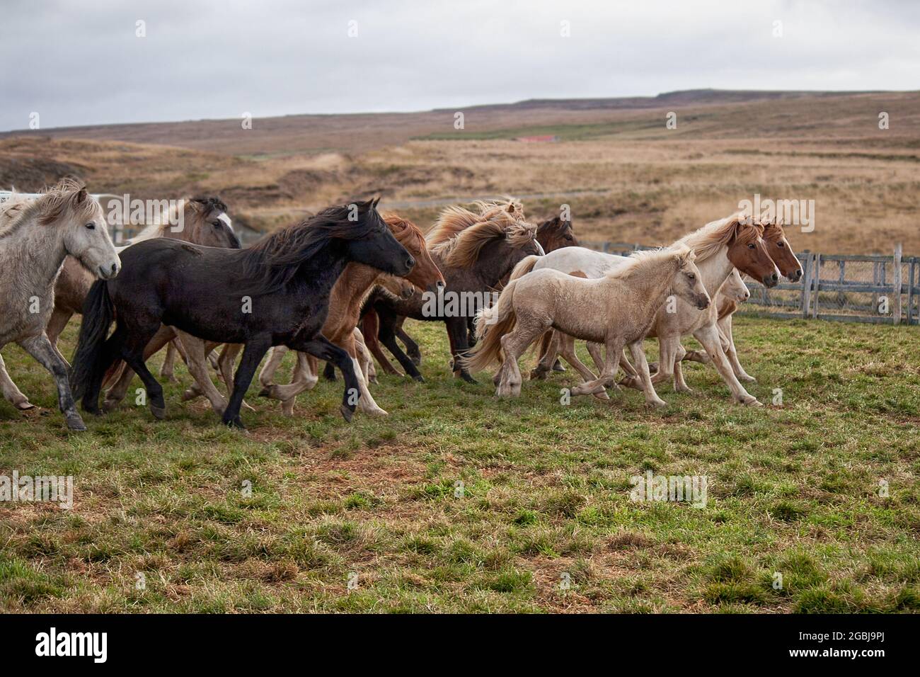 Les chevaux d'Islande sont photographiés en automne lors du tri des chevaux capturés dans les pâturages d'été de la Hochplatea. Banque D'Images