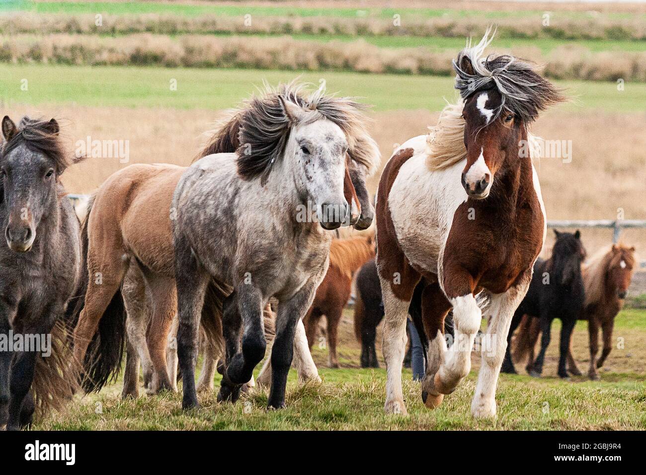 Les chevaux d'Islande sont photographiés en automne lors du tri des chevaux capturés dans les pâturages d'été de la Hochplatea. Banque D'Images