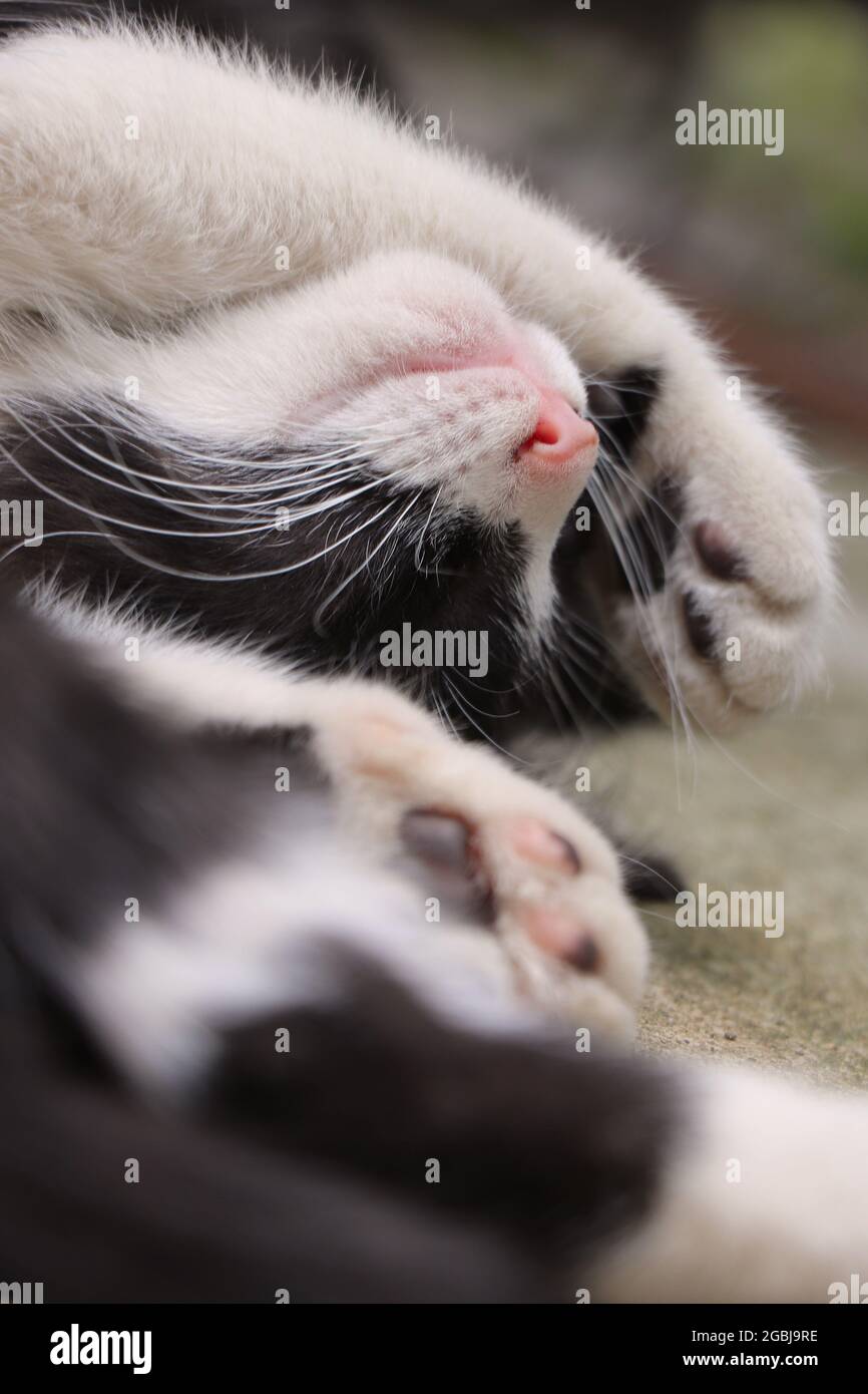 Le Petit Chat Dort Banque De Photographies Et D Images A Haute Resolution Alamy
