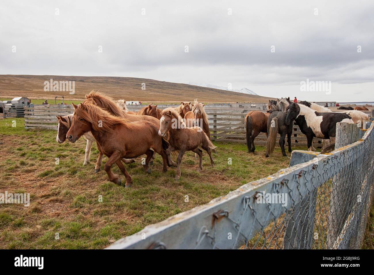 Les chevaux d'Islande sont photographiés en automne lors du tri des chevaux capturés dans les pâturages d'été de la Hochplatea. Banque D'Images