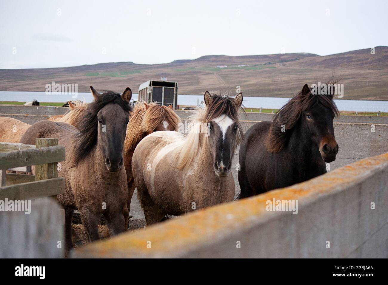 Les chevaux d'Islande sont photographiés en automne lors du tri des chevaux capturés dans les pâturages d'été de la Hochplatea. Banque D'Images