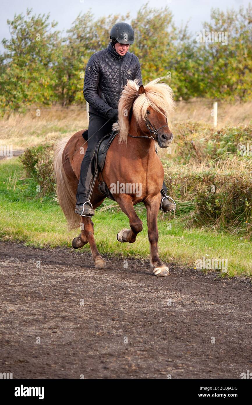 Les chevaux d'Islande sont photographiés en automne lors du tri des chevaux capturés dans les pâturages d'été de la Hochplatea. Banque D'Images