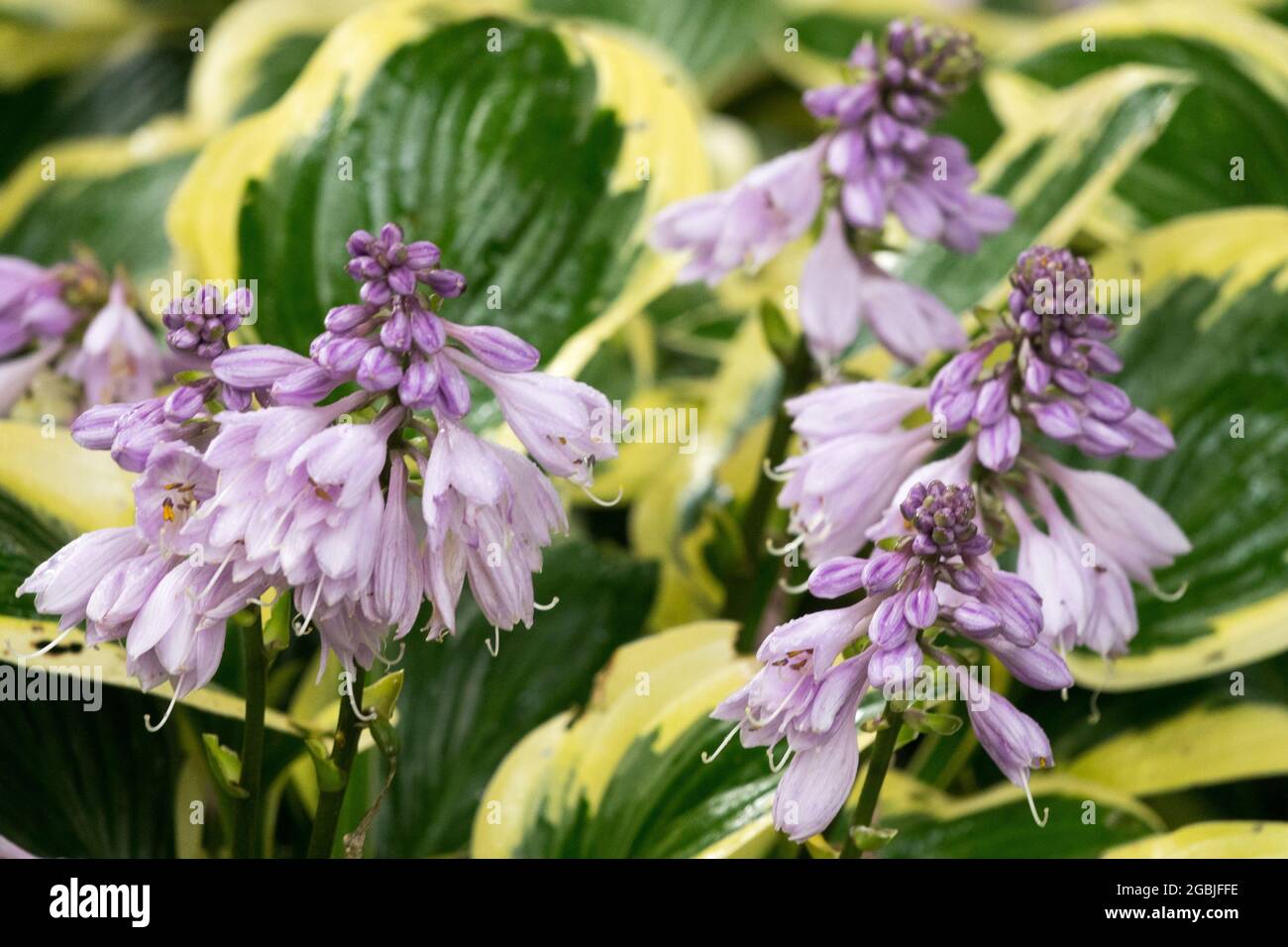Fleurs Hosta 'Queen Josephine' hosta feuilles variées Plantain Lily dans le jardin de juillet Banque D'Images