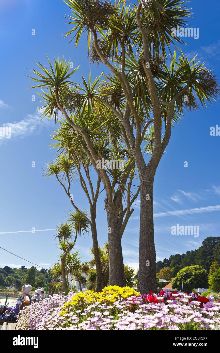 St Brelade's Bay, Jersey, Channel Islands, Royaume-Uni - 7 juillet 2016 : végétation subtropicale à St Brelade's Bay par une journée chaude et ensoleillée en été. Banque D'Images