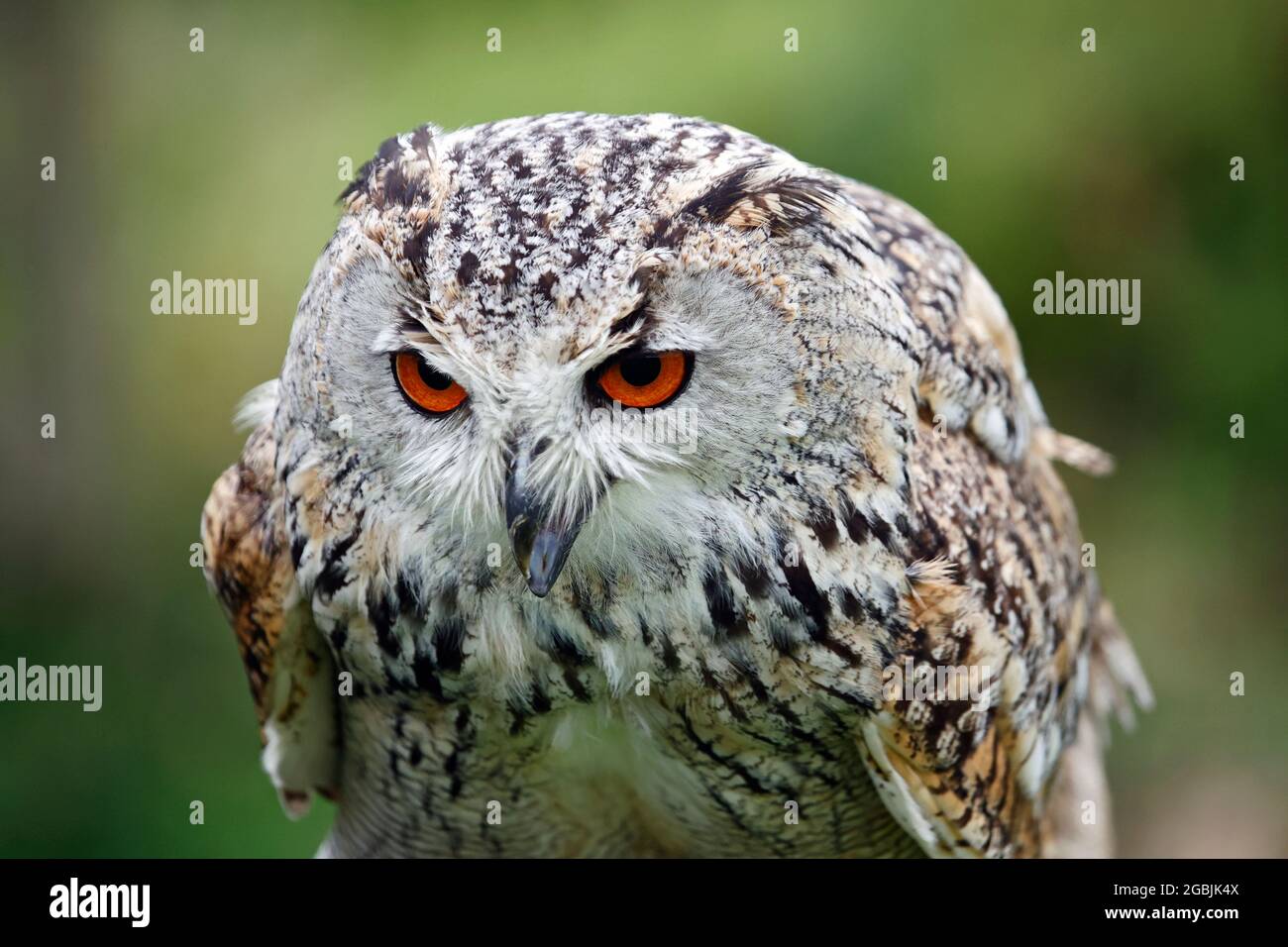 Hibou de l'aigle de Sibérie à tête perchée Banque D'Images