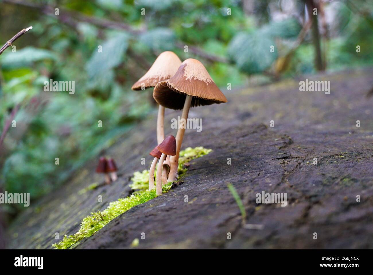 Gros plan sélectif d'un casque de fée saignant (Mycena Haematopus) dans une forêt Banque D'Images