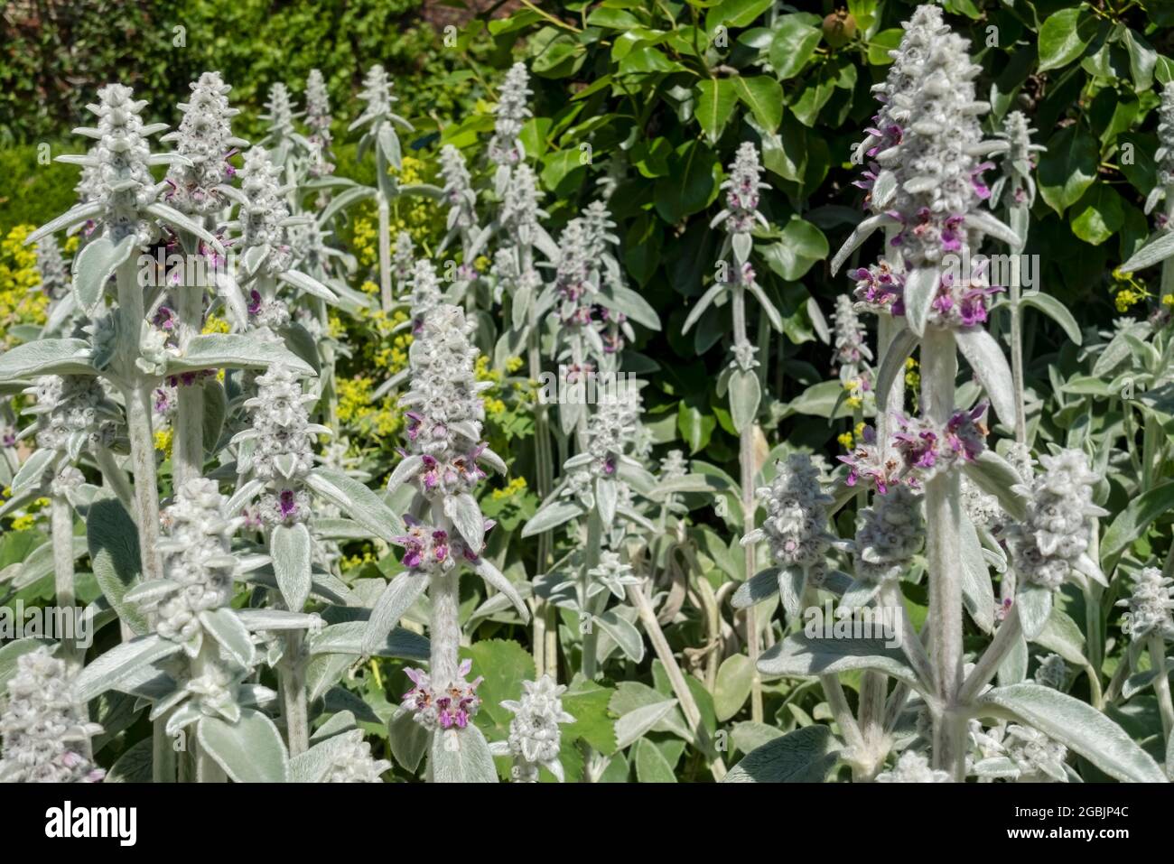 Gros plan de Lambs Ear 'Silver Carpet' fleurs (Stachys byzantina) dans le jardin en été Angleterre Royaume-Uni Grande-Bretagne Banque D'Images