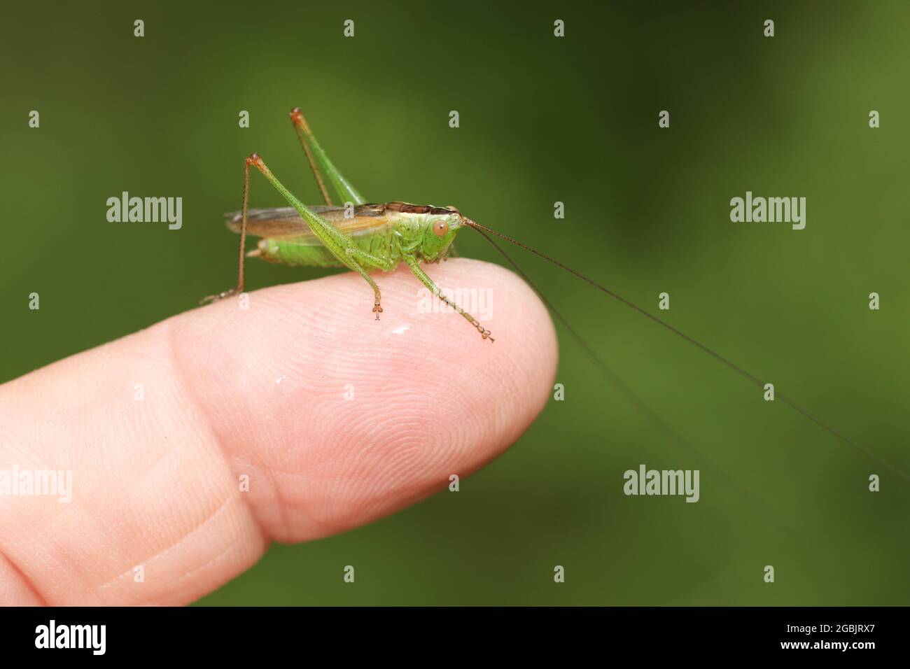 Un Cricket à longue tête conique, Conocephalus fuscus, assis sur le doigt d'une personne. Banque D'Images