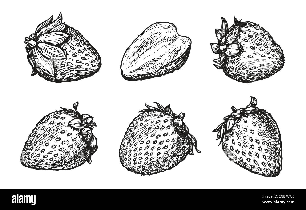 Ensemble fraise. Illustration vectorielle de style gravure dessinée à la main Illustration de Vecteur