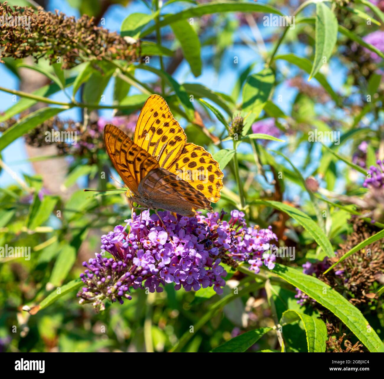 papillon orange sur le papillon en été Banque D'Images