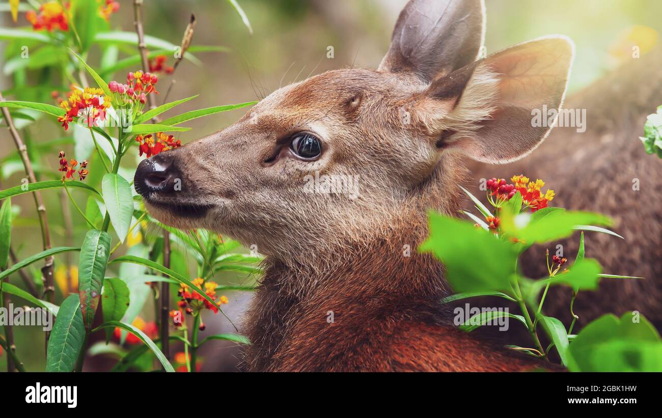 Gros plan un petit fauve et mère sambar cerf se détendre dans un champ de fleurs un jour d'été. Parc national de Khao Yai, Thaïlande. Banque D'Images