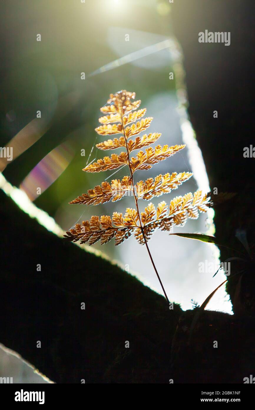 Gros plan de feuilles de fougères dorées poussant dans les branches d'arbres sauvages. Le lever du soleil brille à travers une forêt tropicale sur une feuille dorée. Concentrez-vous sur la feuille. Banque D'Images