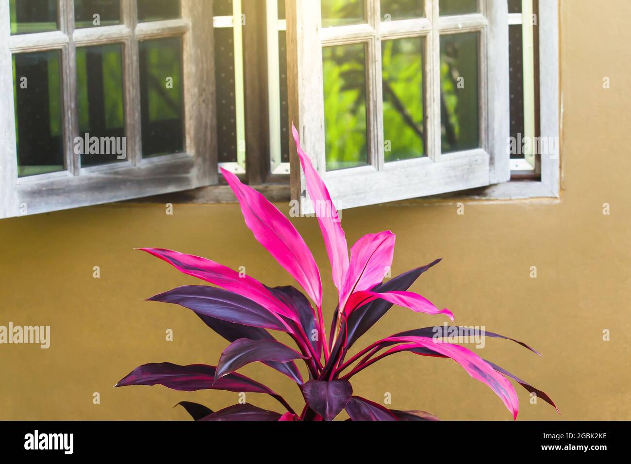 La cordyline fruticosa colorée ou plantes Ti plante feuillage poussant près de fenêtre en bois et mur en béton. Le soleil brille à travers la fenêtre sur l'arbre. Banque D'Images