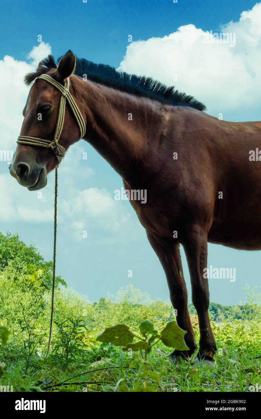 Un beau cheval rouge foncé ou brun mange de l'herbe sur l'herbe verte et les nuages blancs couvrent le ciel bleu dans son arrière-plan Banque D'Images