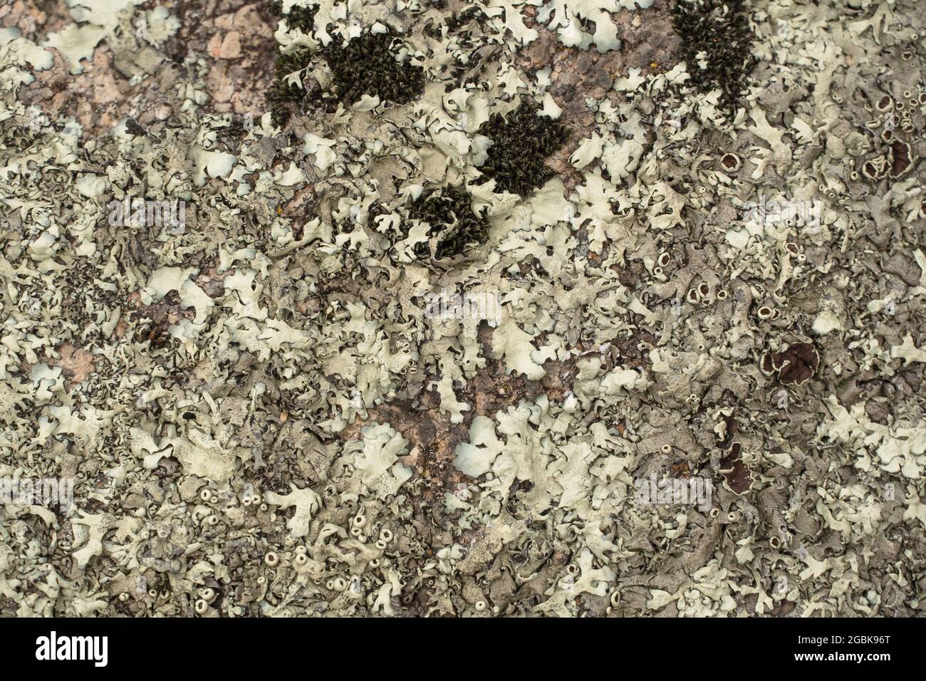 Lichen sur l'écorce d'un arbre. Lichen texturé sur l'écorce d'un arbre dans les bois. Textures naturelles. Lichen sur le tronc de l'arbre. Plantes, nature, botanique. Biologie, s Banque D'Images