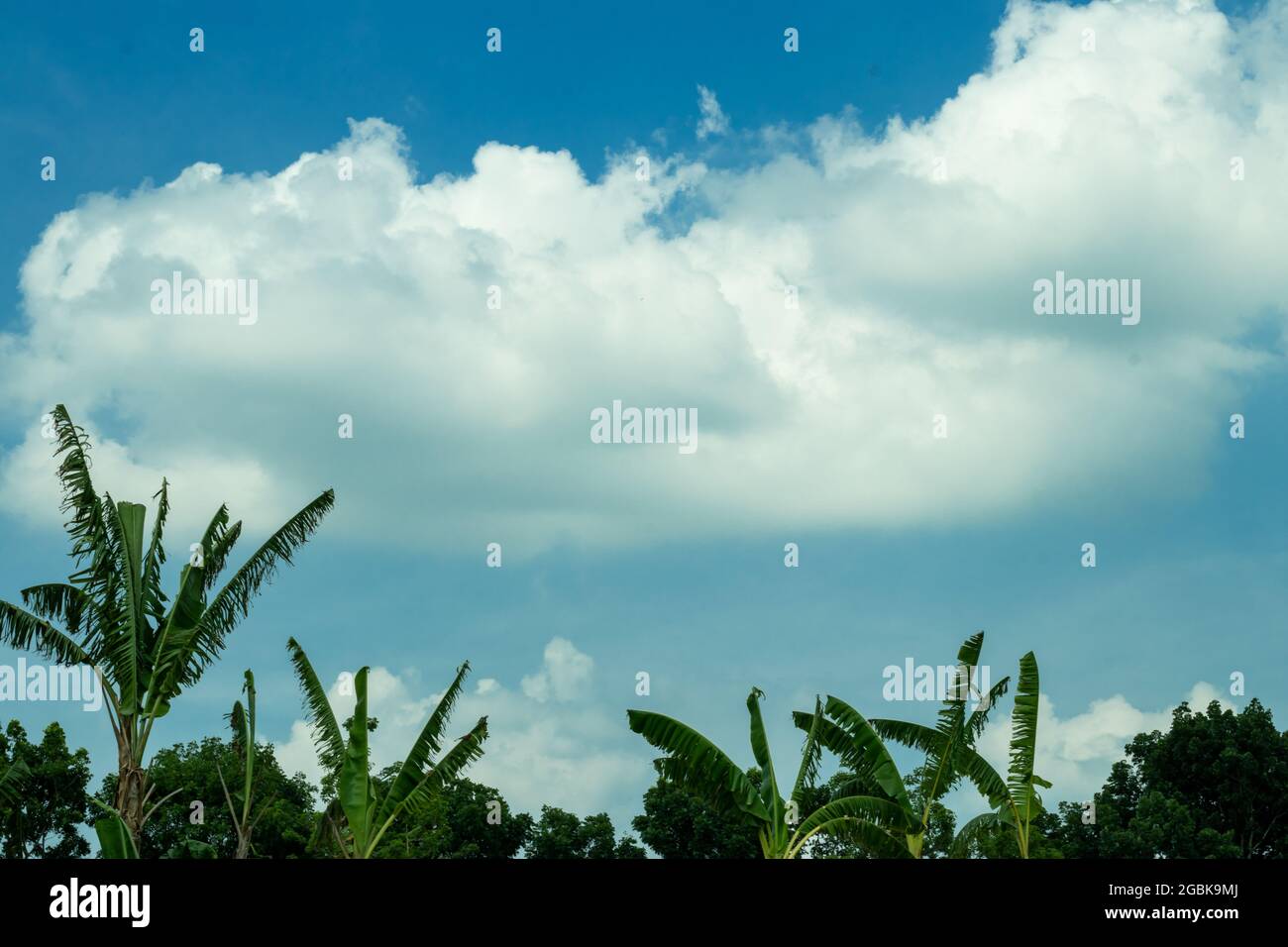 Immense couverture de nuages blancs dans le ciel bleu avec des arbres verts et des bananiers Banque D'Images