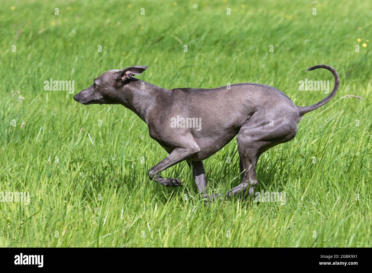 Greyhound italien / Piccolo levriero Italiano / Sighthound italien, la plus petite race de chiens des soupirs courant dans le champ Banque D'Images